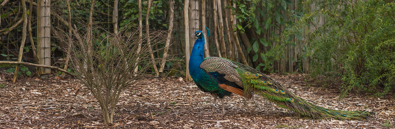 Modernizing Entry and Ticketing at Rajiv Gandhi Zoological Park for a Seamless Visitor Experience